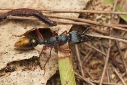 Image of Myrmecia fulviculis Forel 1913