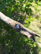 Image of Spiny orb-weavers