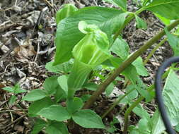 Image of Arisaema amurense Maxim.