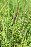 Image of leafy prairie clover