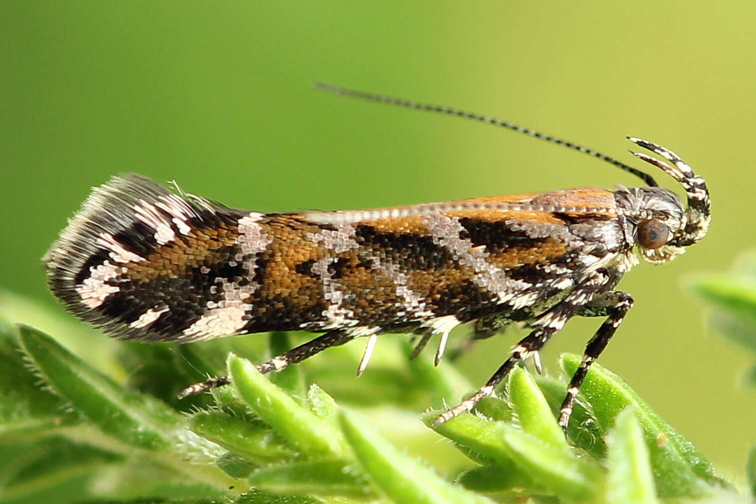 Image of Aristotelia ericinella Zeller 1839