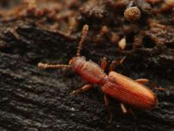 Image of Beetle