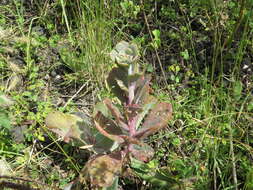 Image of Echeveria gibbiflora DC.