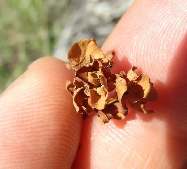 Image of Euphorbia amygdaloides subsp. amygdaloides