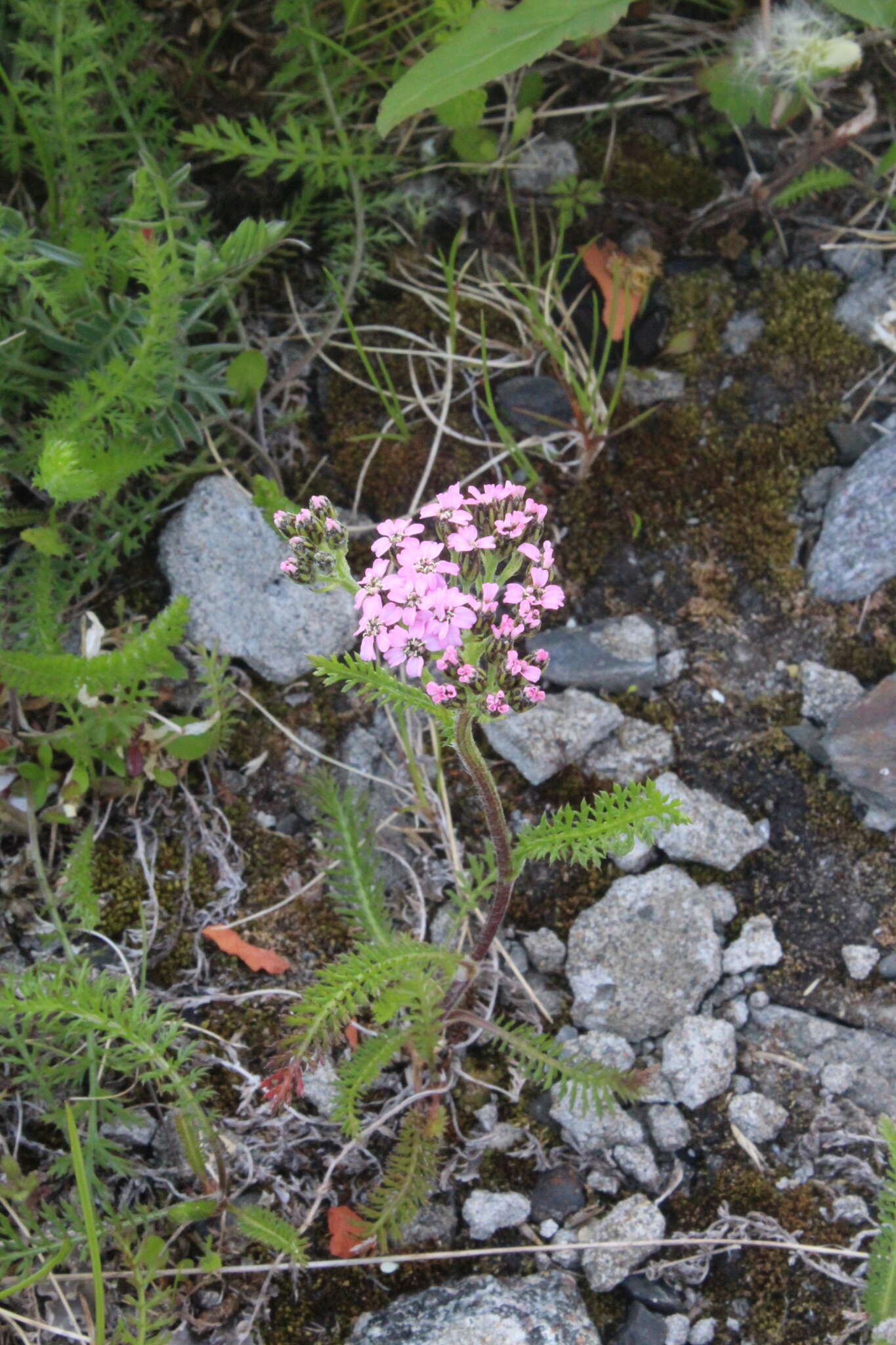 Achillea apiculata Orlova resmi