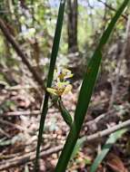 Image of Neomarica altivallis (Ravenna) A. Gil