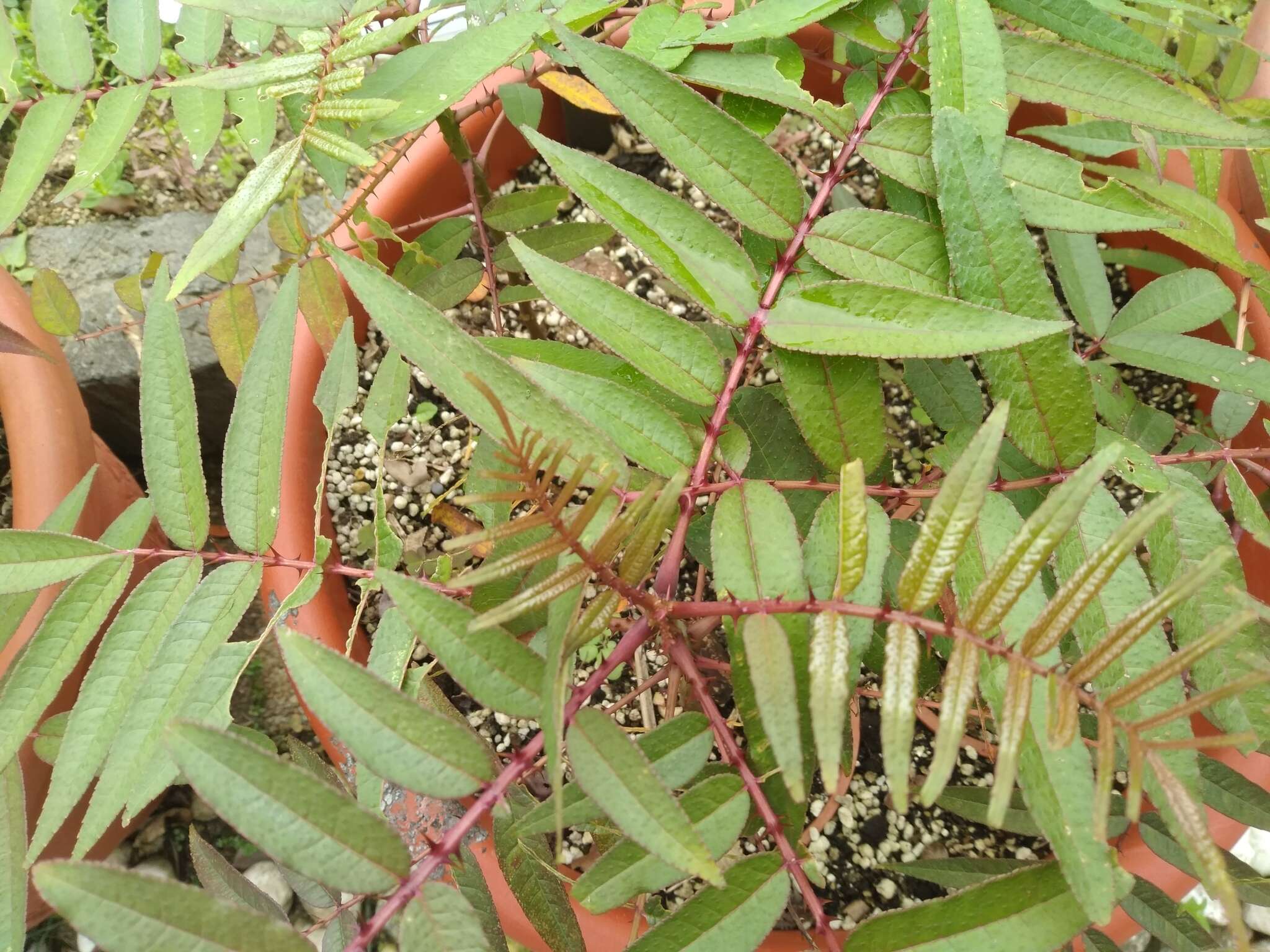 Слика од Zanthoxylum ailanthoides Siebold & Zucc.