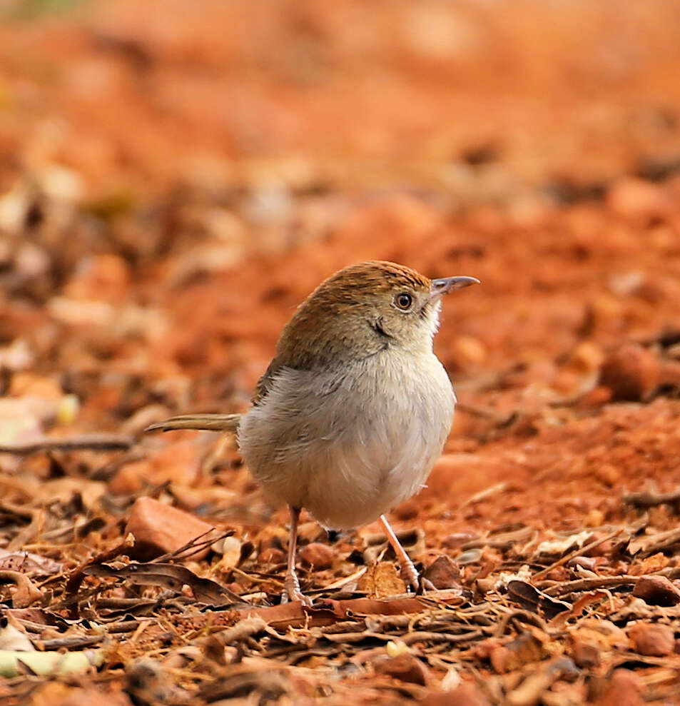 Image of Cisticola fulvicapilla dexter Clancey 1971