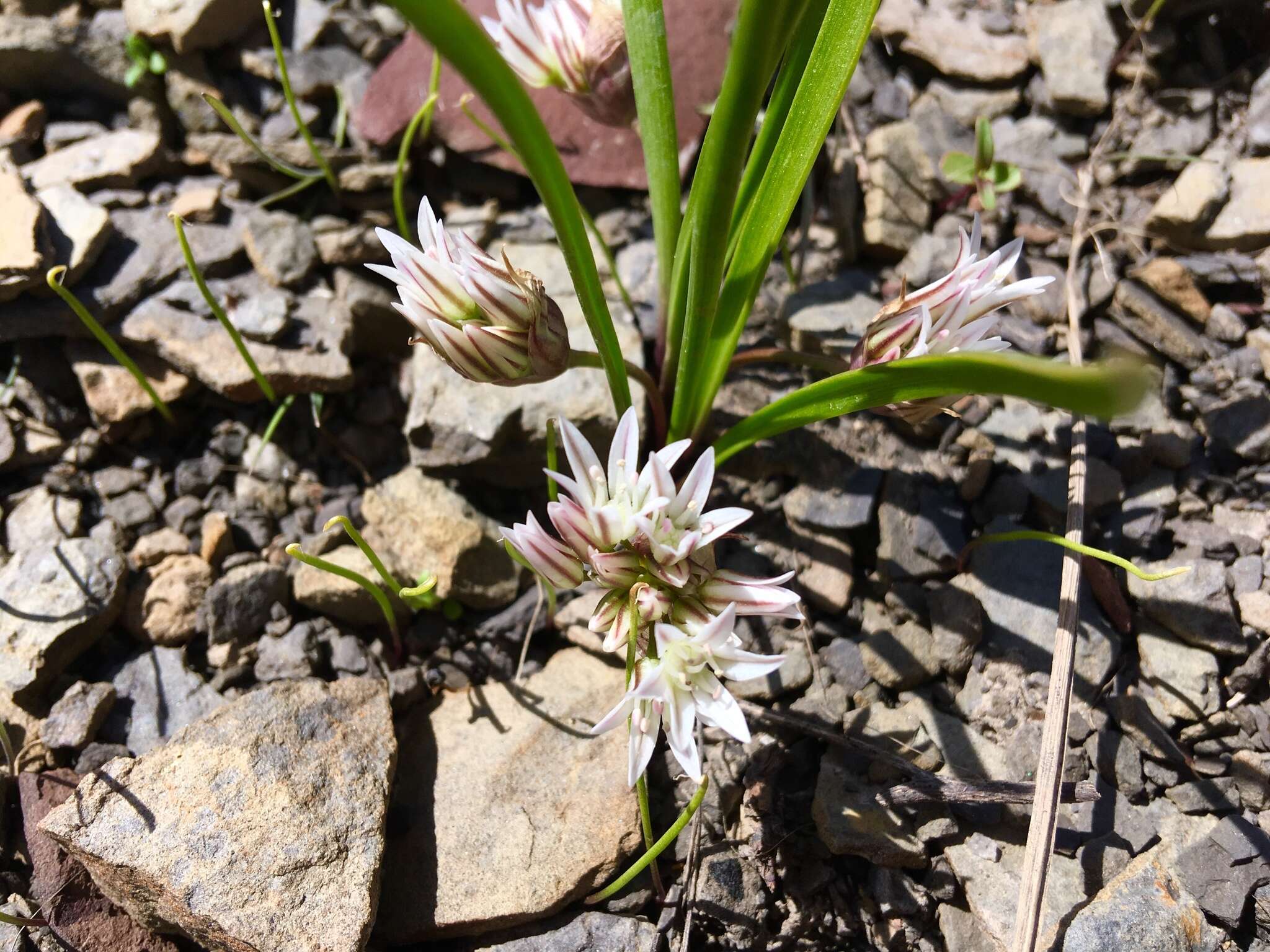 Allium brandegeei S. Watson的圖片