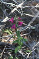 Слика од Penstemon triflorus Heller