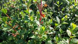 Image of twinberry honeysuckle