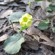 Image of peonyleaf woodsorrel