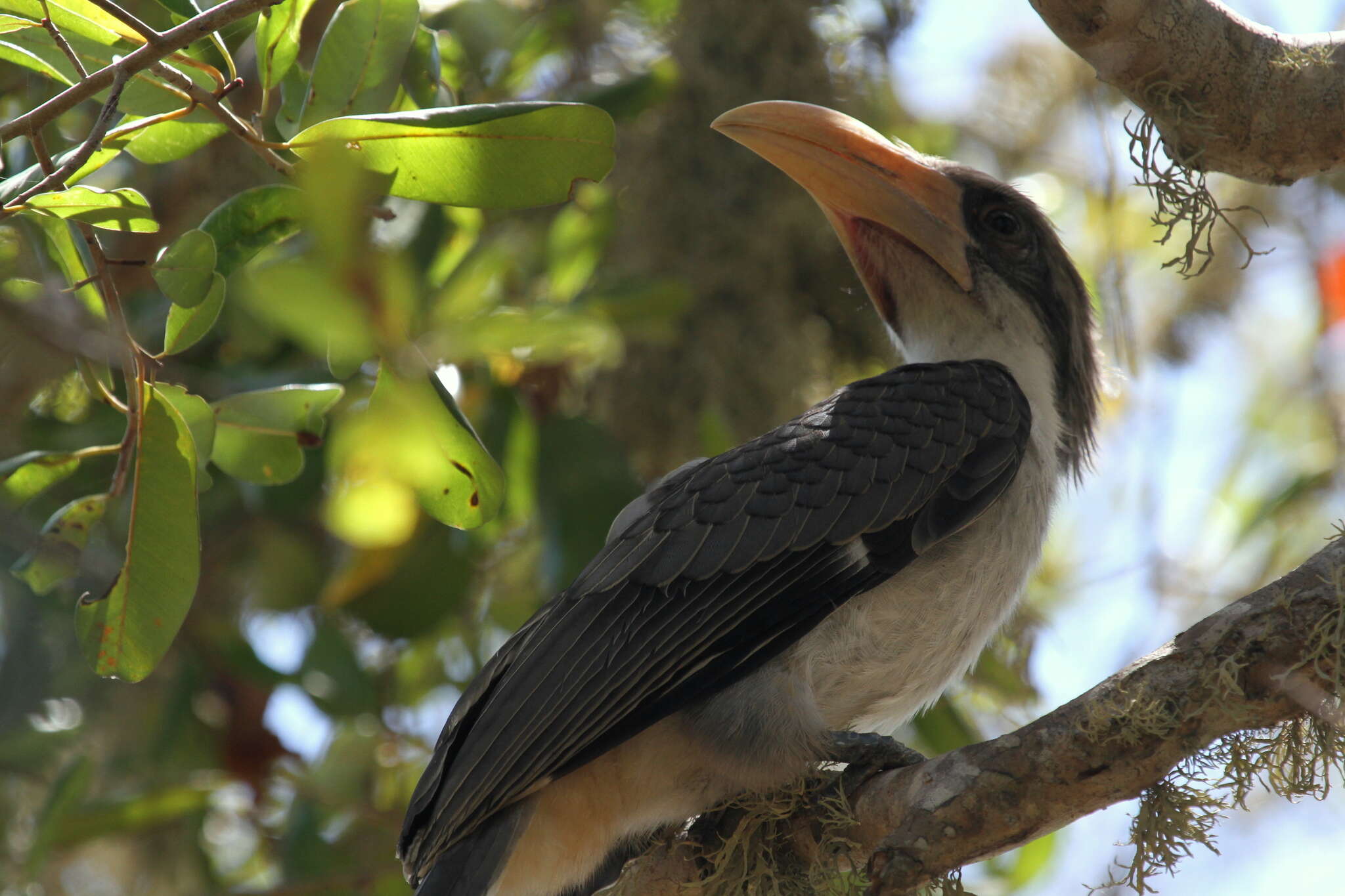 Image of Ceylon Grey-Hornbill