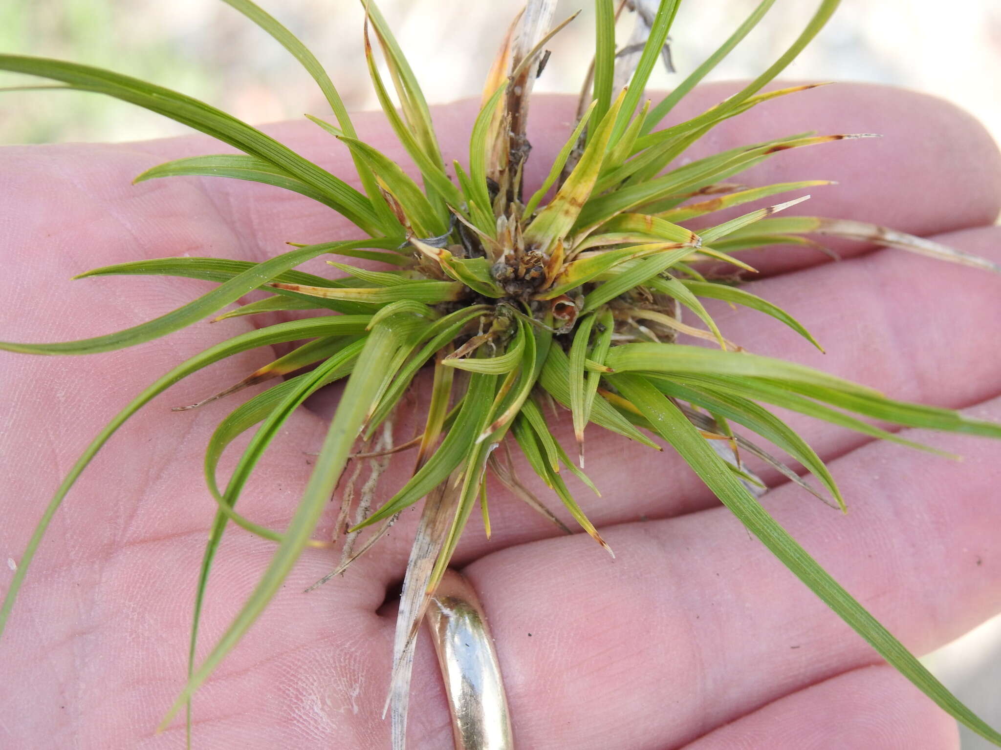 Imagem de Carex tonsa var. tonsa