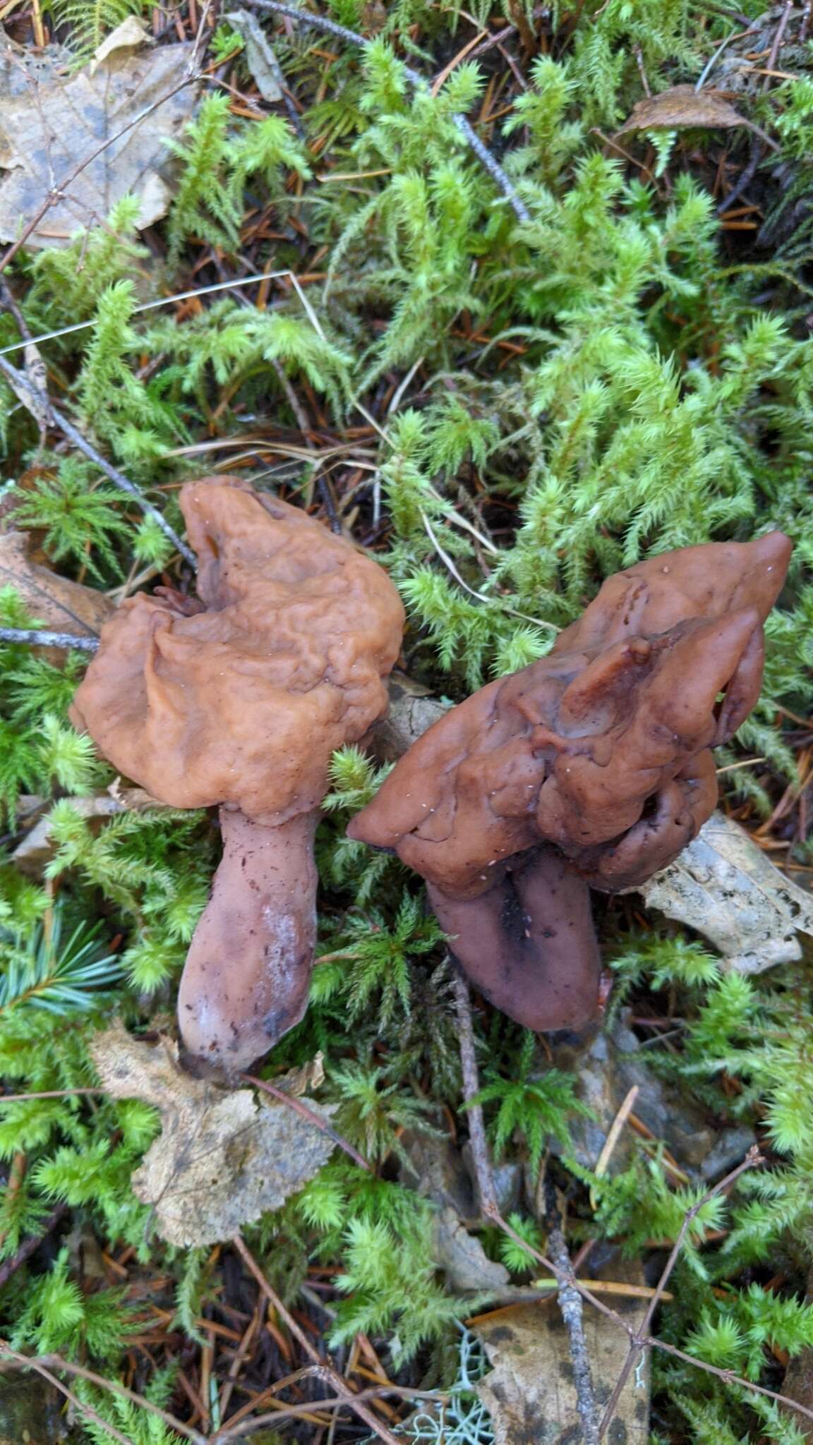 Imagem de Gyromitra ambigua (P. Karst.) Harmaja 1969