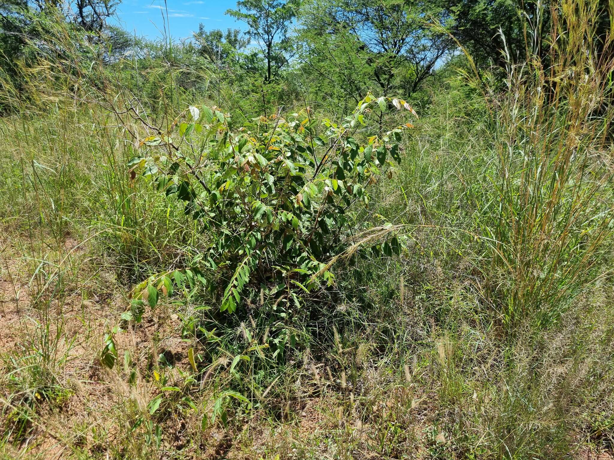 Image of Asegaai wood