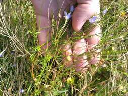 صورة Wahlenbergia violacea J. A. Petterson