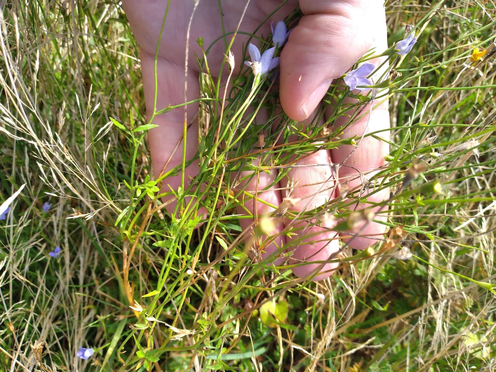 صورة Wahlenbergia violacea J. A. Petterson