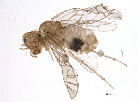 Image of <i>Anomopsocus amabilis</i> (Walsh 1862)