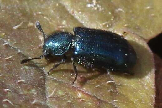 Image of Blacklegged Ham Beetle