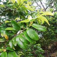 Image de Erythroxylum sideroxyloides Lam.