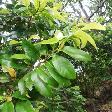 Image de Erythroxylum sideroxyloides Lam.