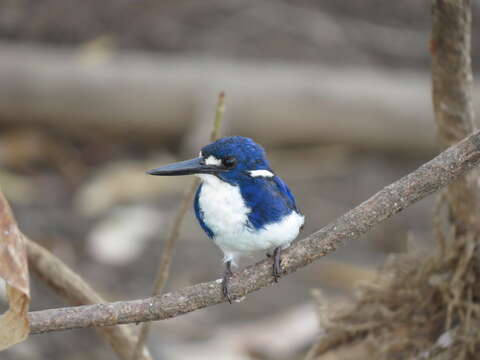 Image of Little Kingfisher