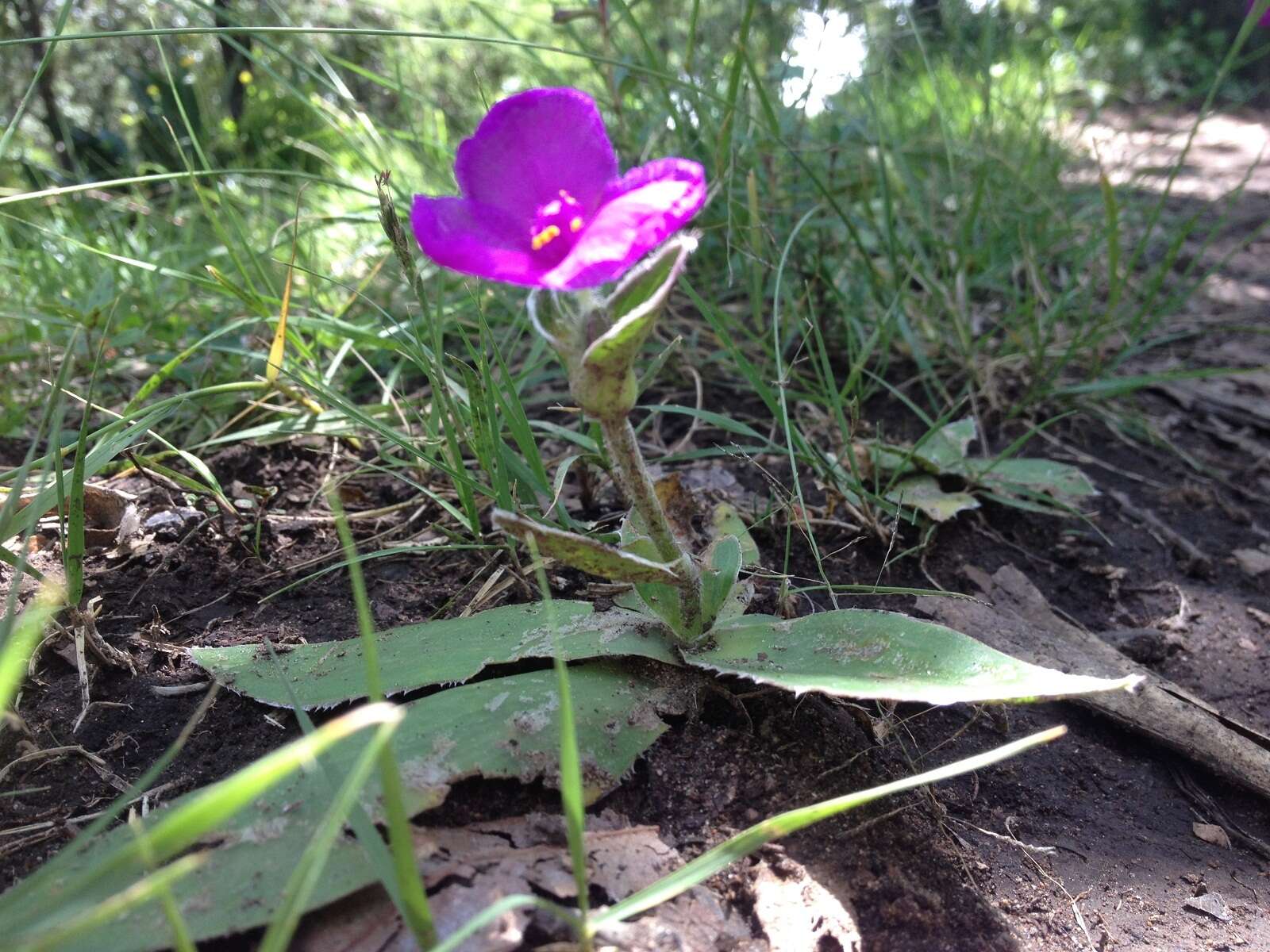 Image of Tradescantia crassifolia var. acaulis (M. Martens & Galeotti) C. B. Clarke