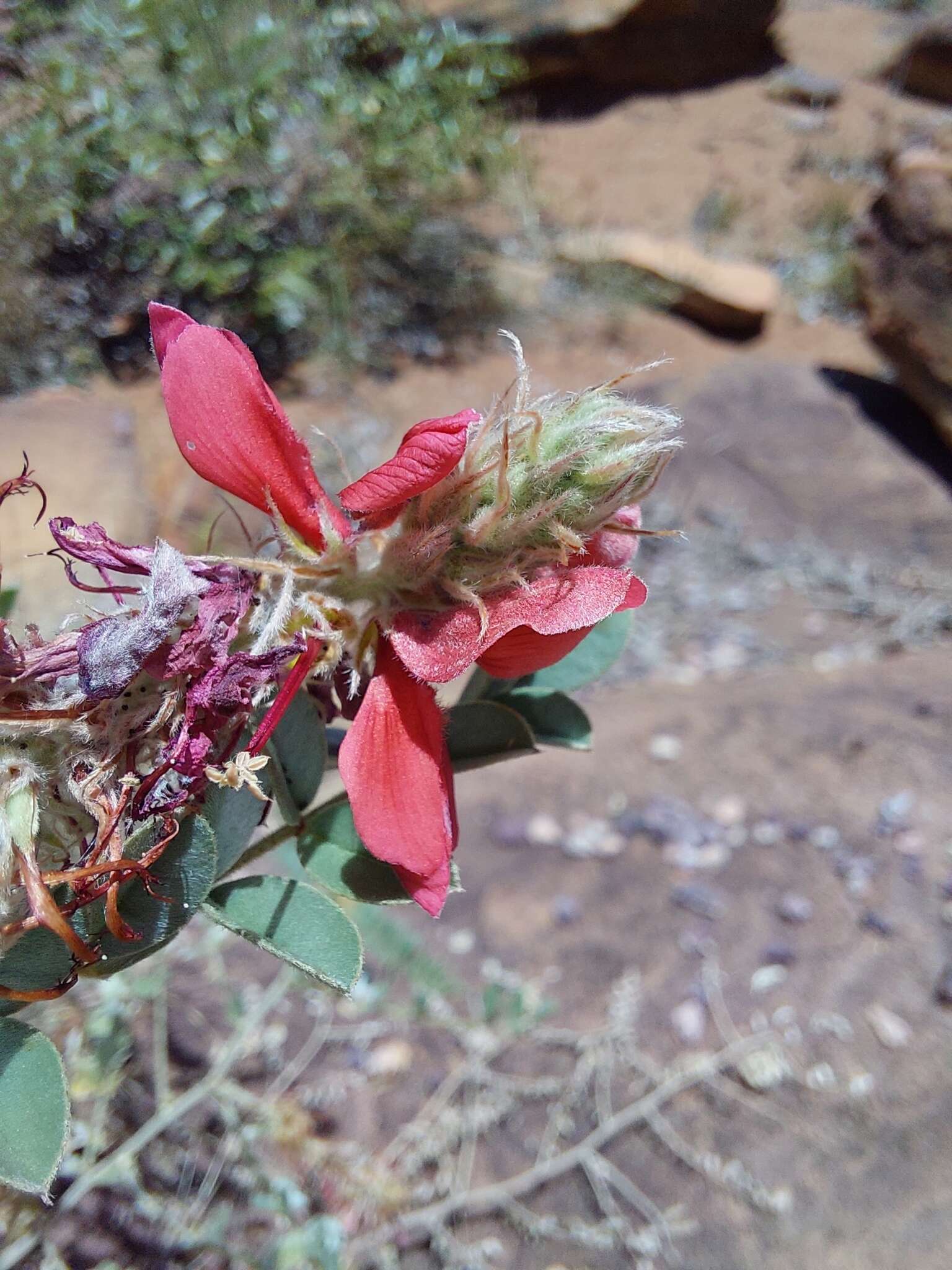 Indigofera mollicoma N. E. Br.的圖片