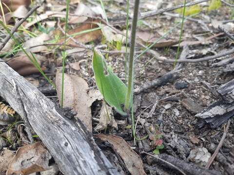 Caladenia sericea Lindl.的圖片