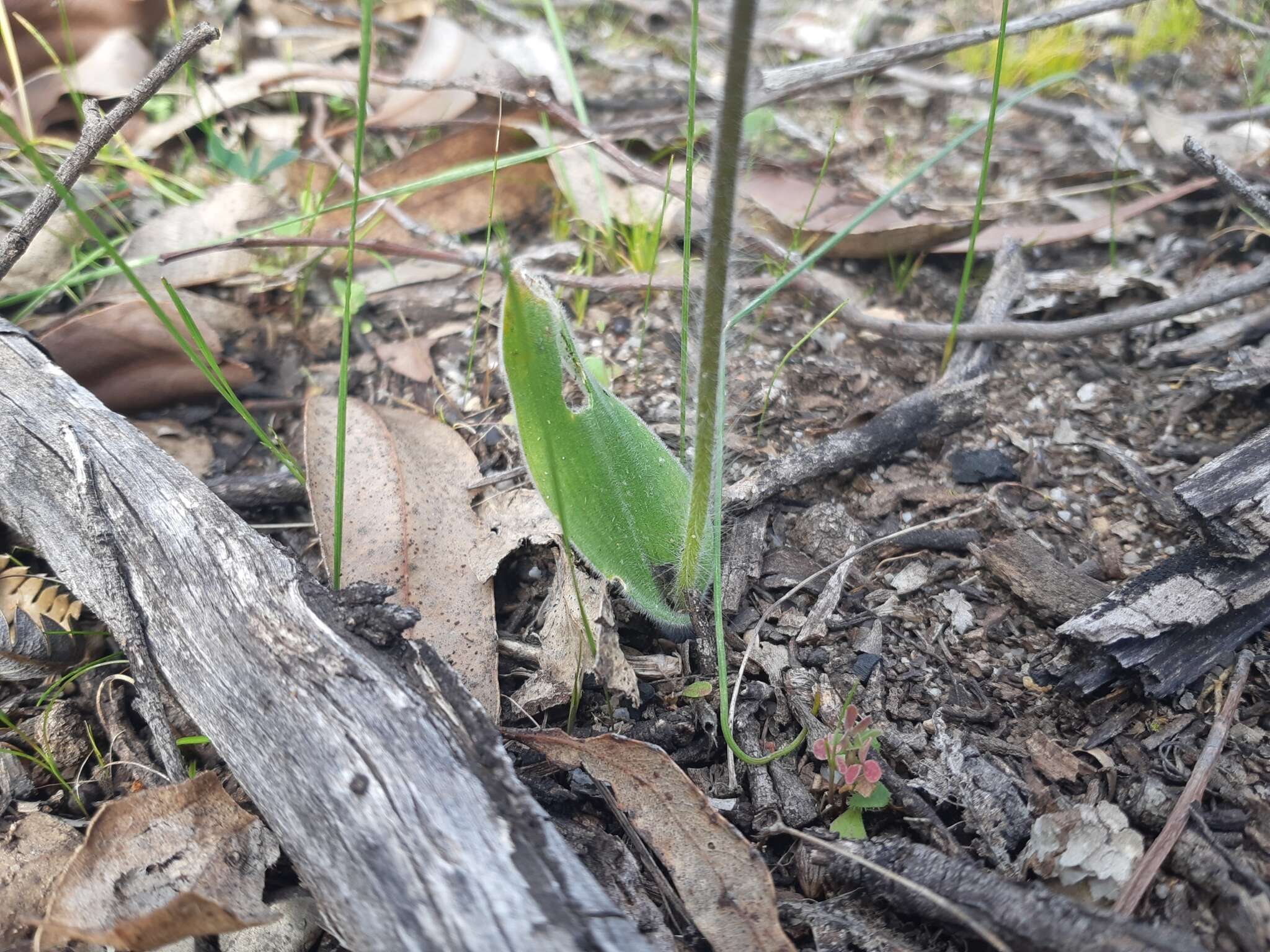 Image of Caladenia sericea Lindl.