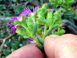 Image of Delosperma peersii Lavis