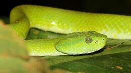 Image of March's Palm Pit Viper