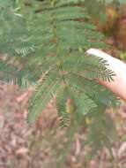 Acacia parramattensis Tindale的圖片