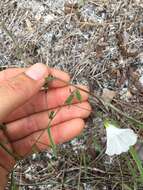 Image of coastal plain dawnflower