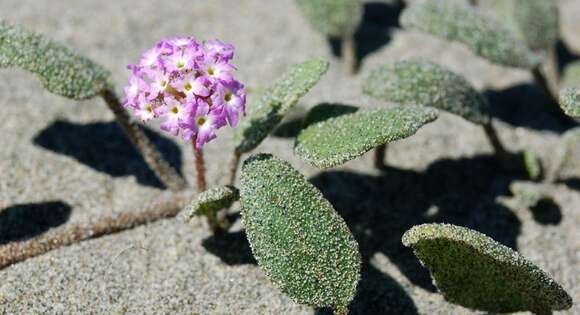 Image of pink sand verbena