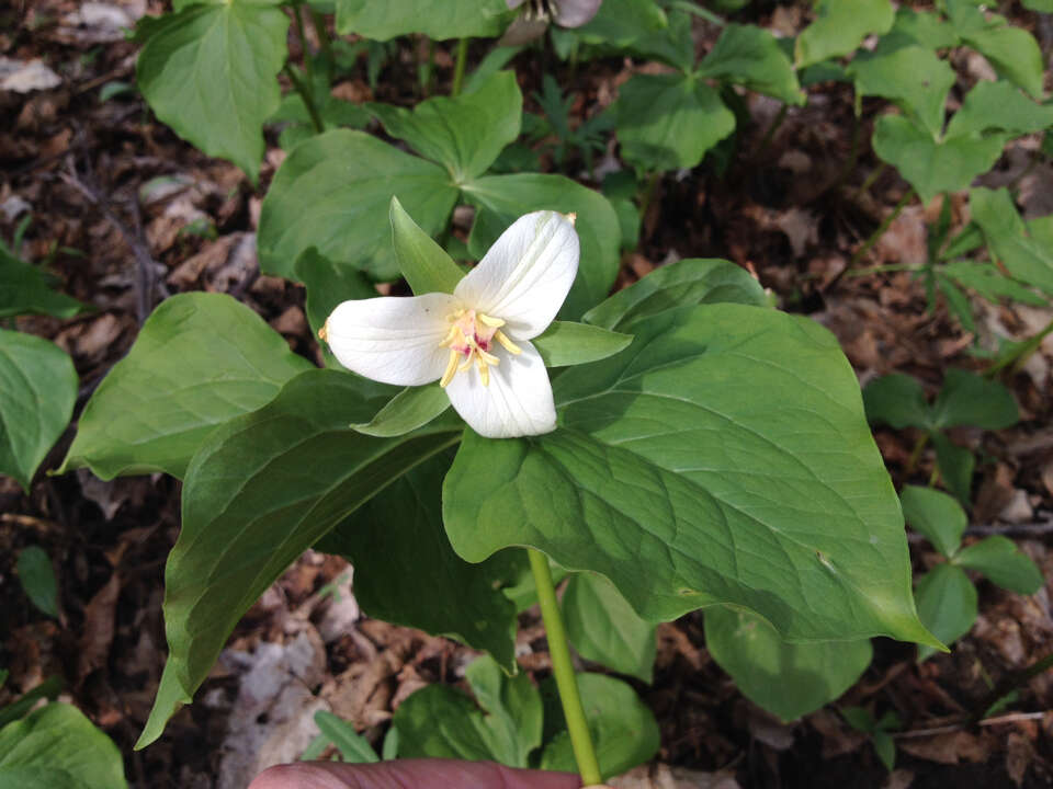 Imagem de Trillium flexipes Raf.