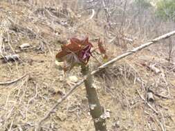 Image of Jatropha nudicaulis Benth.