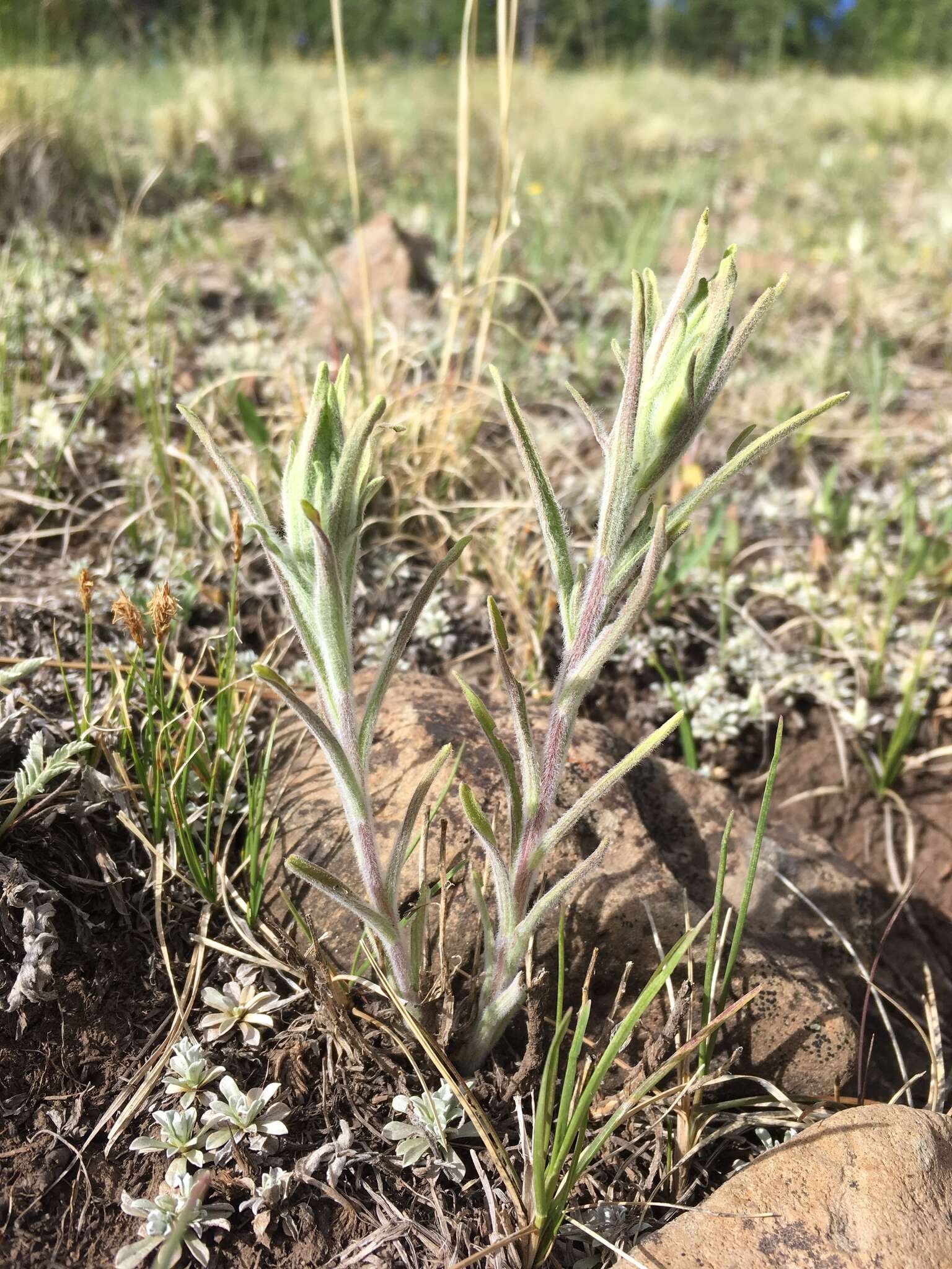 Image of Marsh-Meadow Indian-Paintbrush