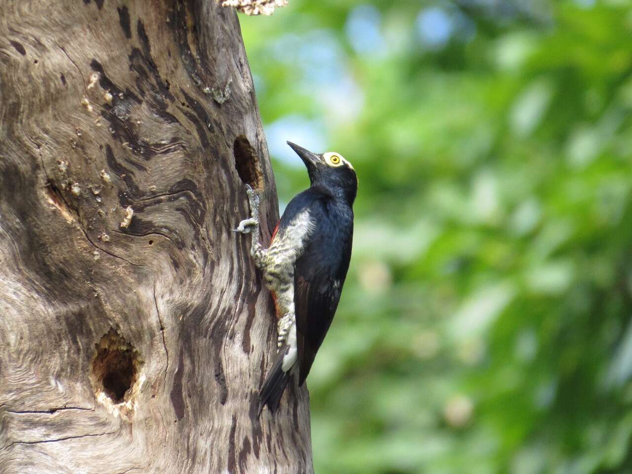 Image of Tellow-tufted Woodpecker