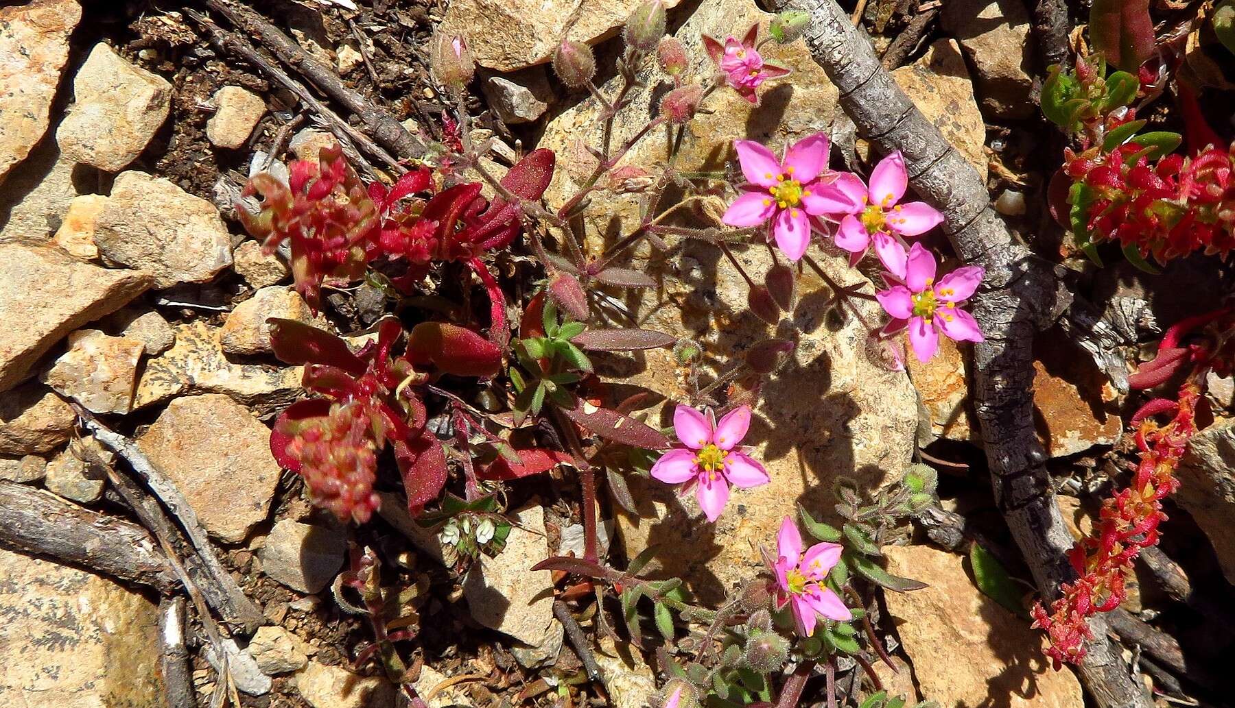 Слика од Rhodalsine geniculata (Poir.) F. N. Williams