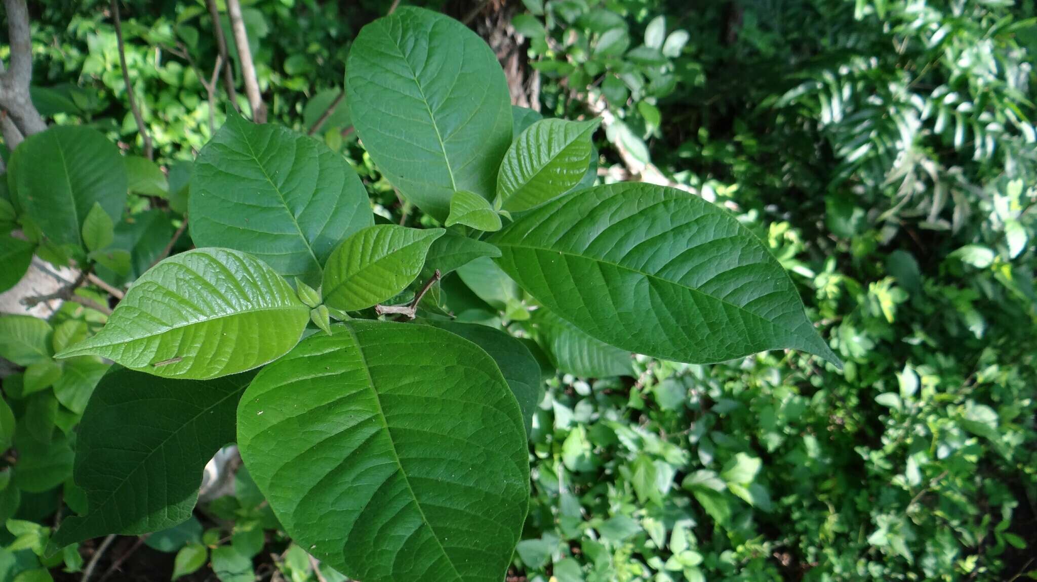 Sivun Tabernaemontana glabra (Benth.) A. O. Simões & M. E. Endress kuva