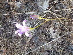 Image of harvest brodiaea