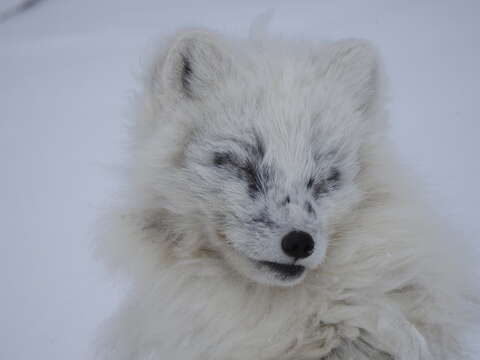 Image of Vulpes lagopus lagopus (Linnaeus 1758)