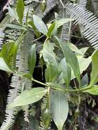 Image of Symbolanthus australis Struwe