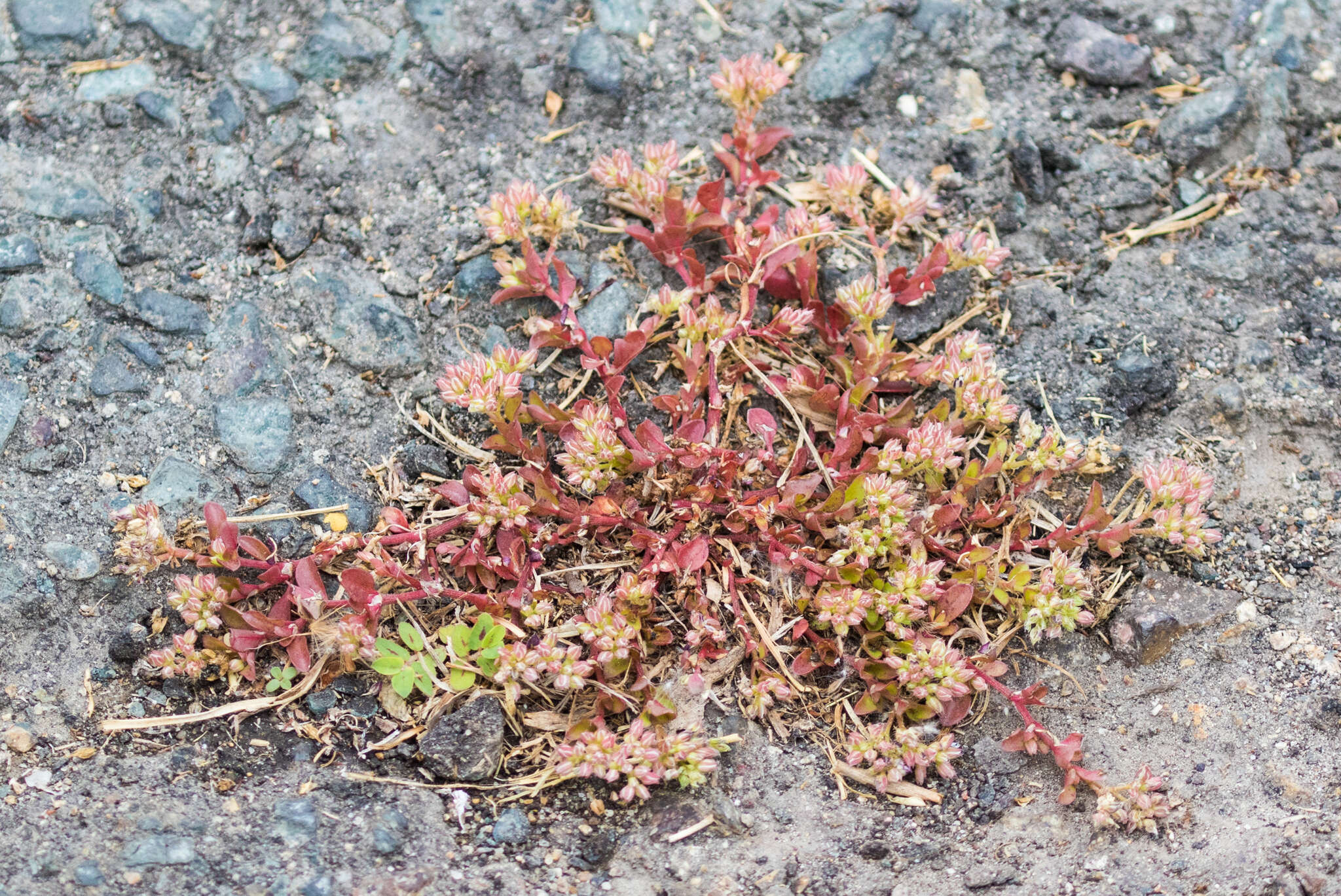 Imagem de Polycarpon tetraphyllum subsp. tetraphyllum