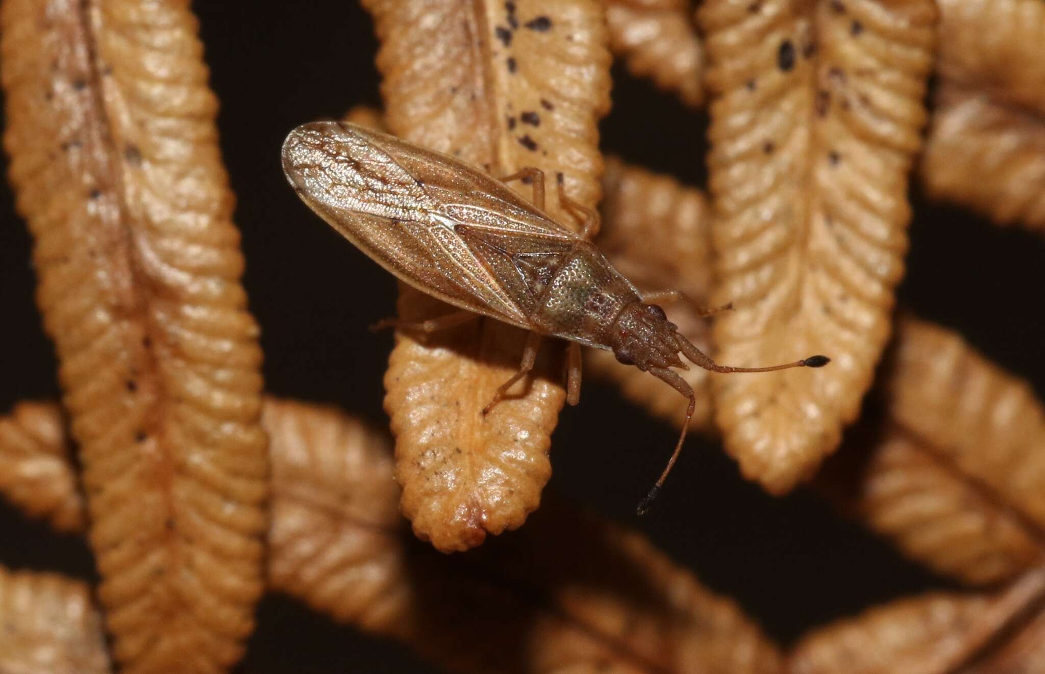 Image of Cryptorhamphus orbus Stal & C. 1859