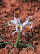 Image of Iris subdecolorata Vved.