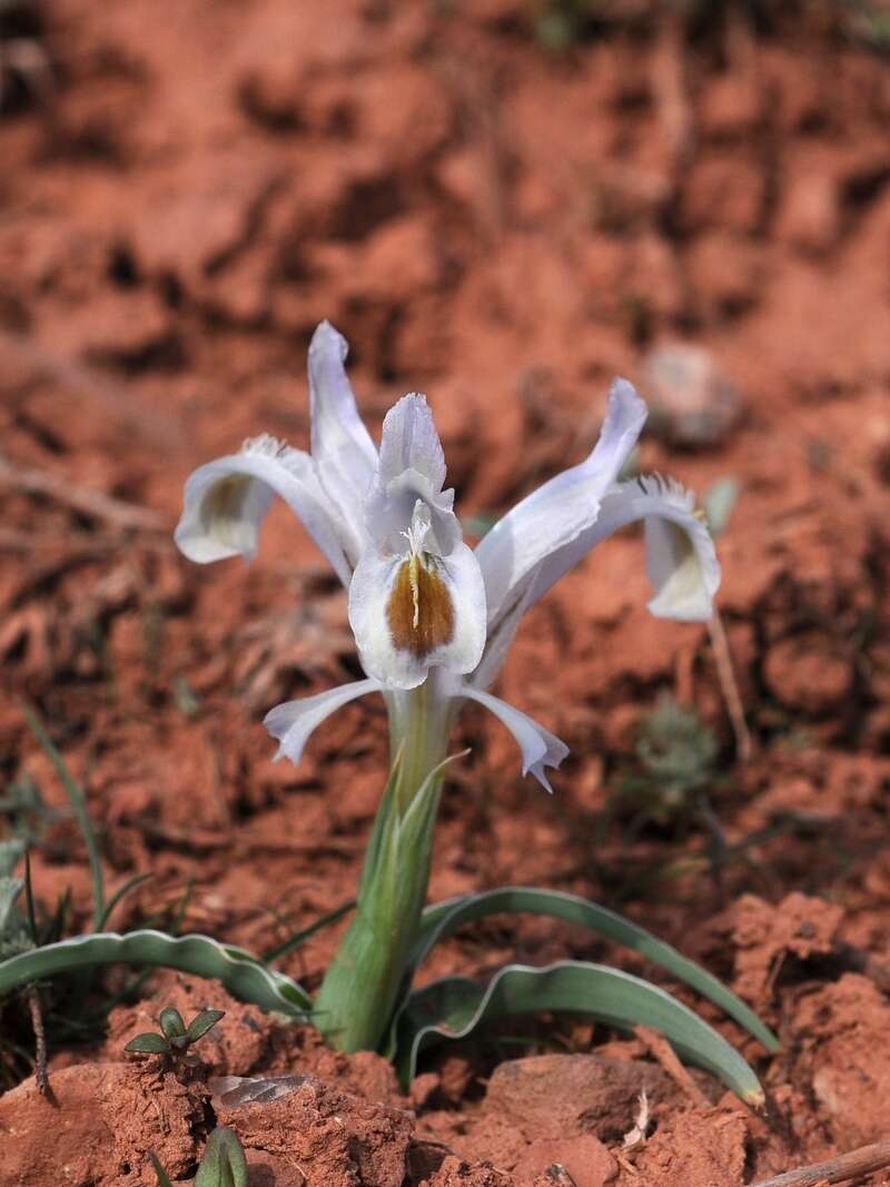 Imagem de Iris subdecolorata Vved.