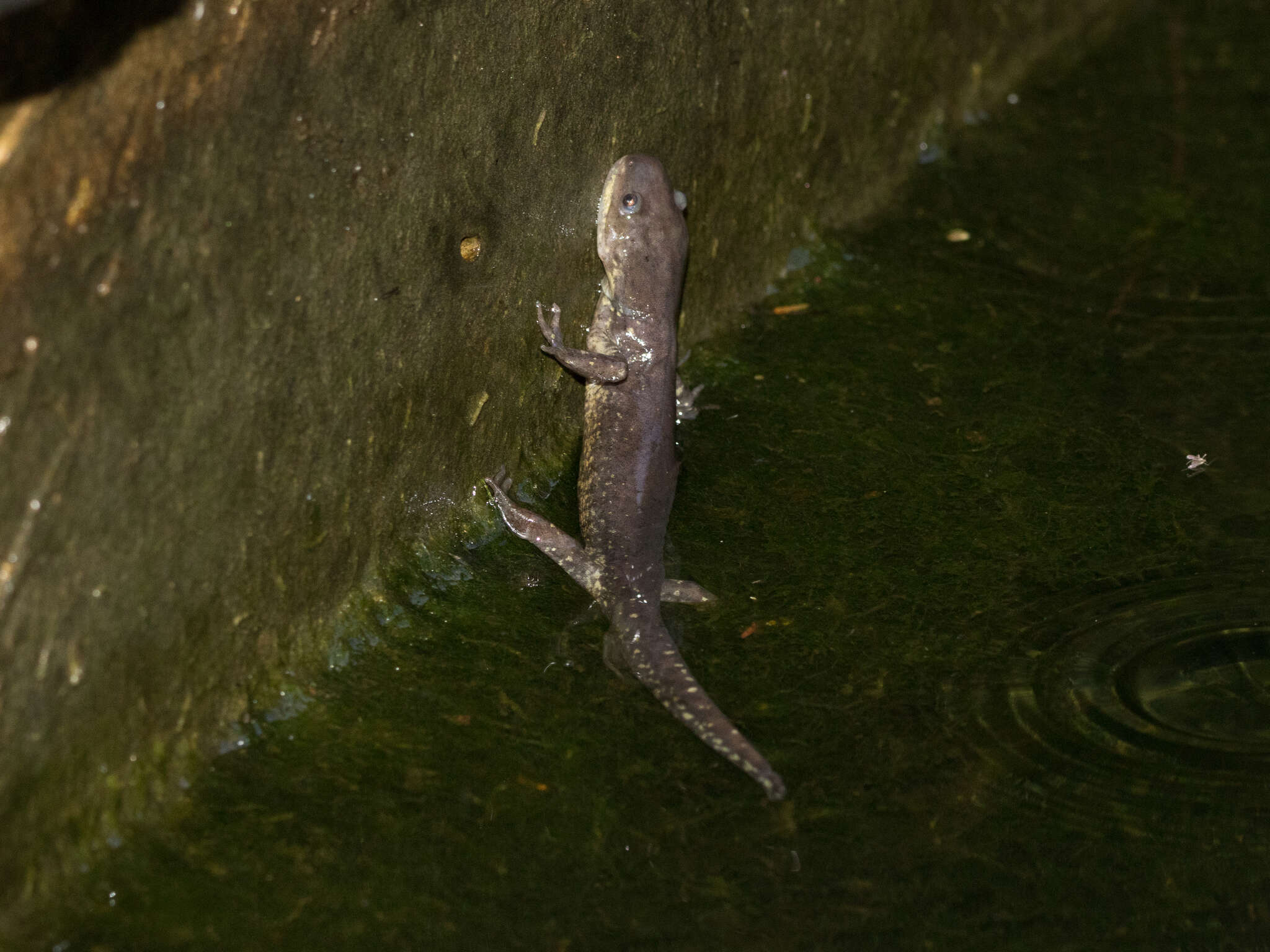 Image of Mountain Stream Siredon